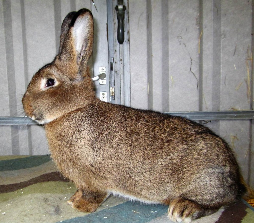 Graue-Wiener_wildfarbig