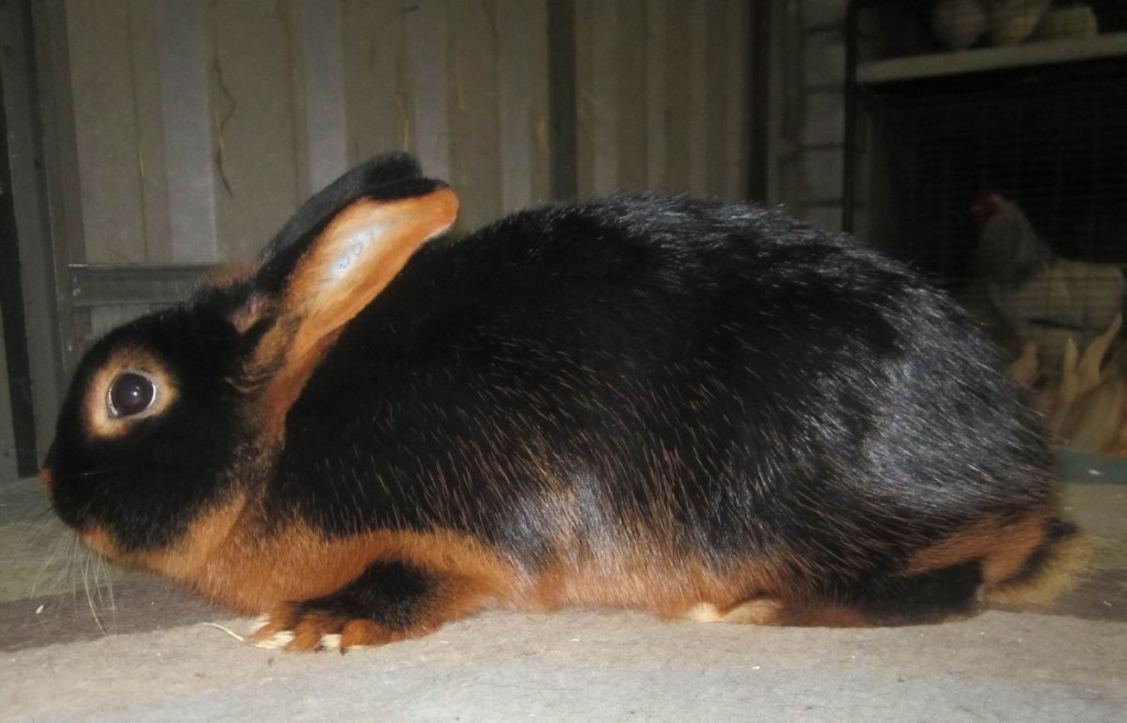 Lohkaninchen_schwarz
