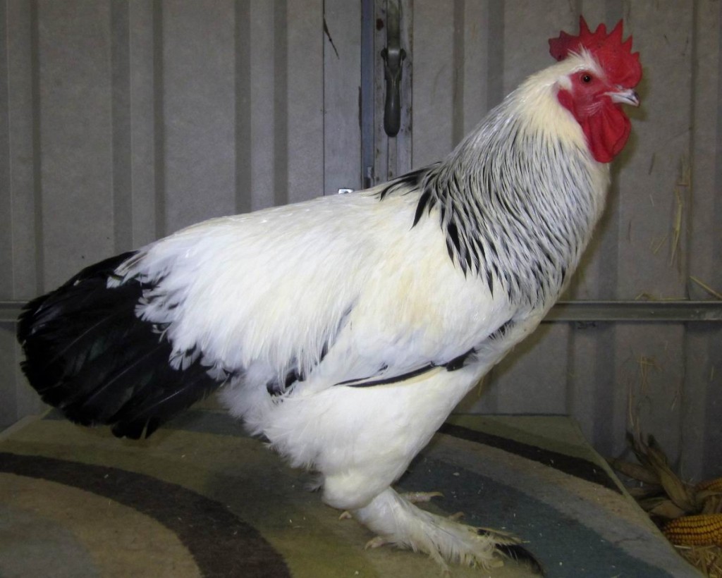 Sundheimer_weiß-schwarz_columbia