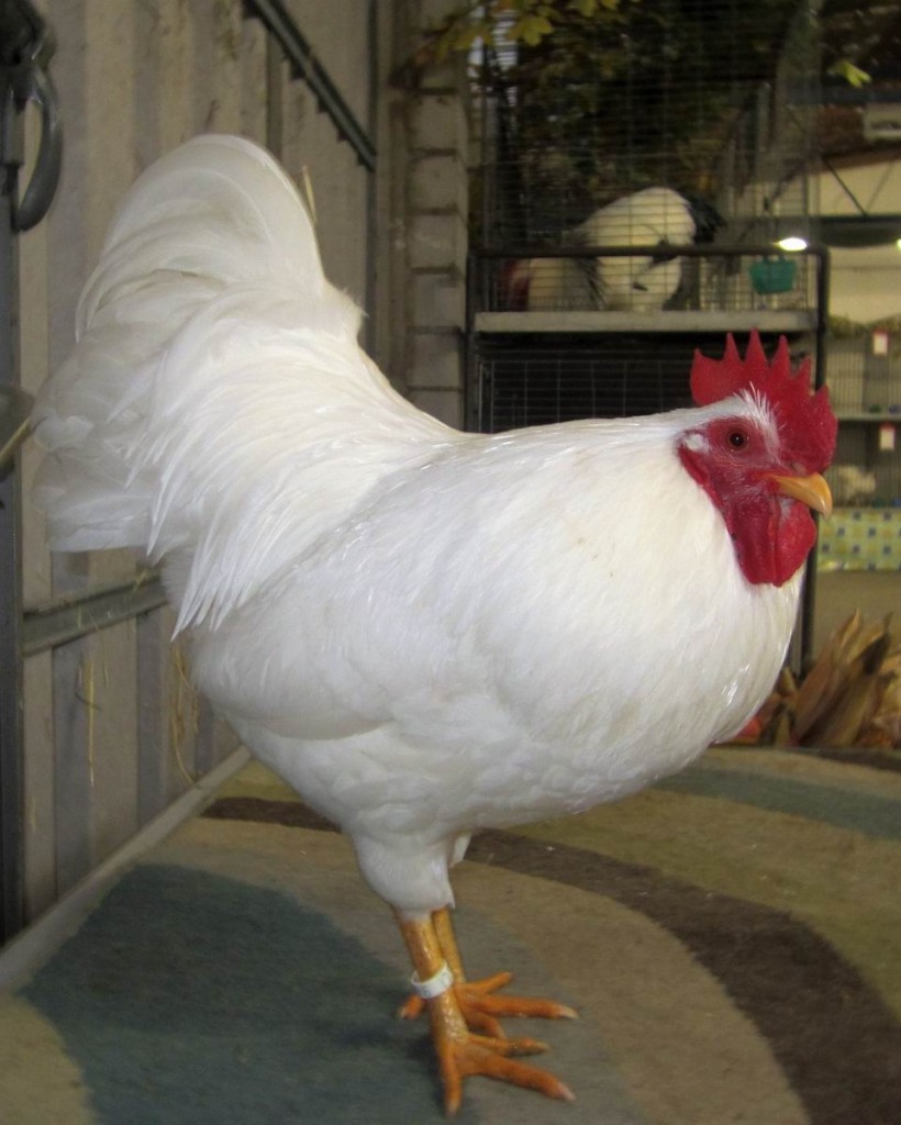 Zwerg-Barnevelder_weiss_2