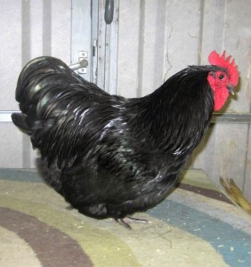 Zwerg-Orpington_schwarz
