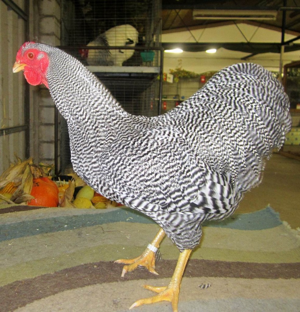 Zwerg-Wyandotten_gestreift