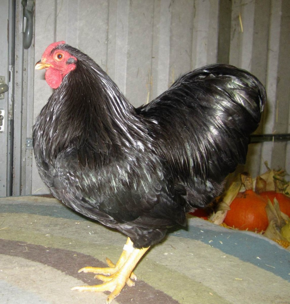 Zwerg-Wyandotten_schwarz