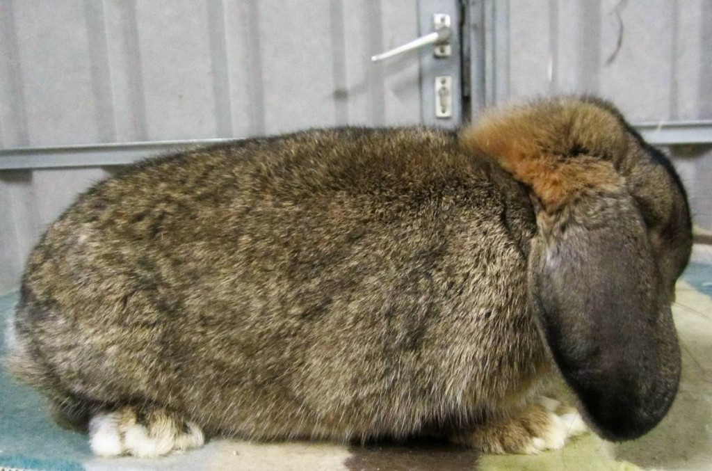 Zwergwidder_wildfarben